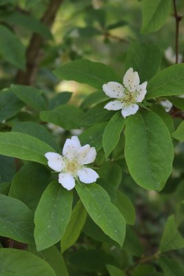 Mespilus germanica - mišpule německá - květy